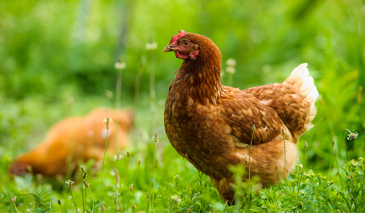 Ikona pre článok Biologická ochrana chovov hydiny 